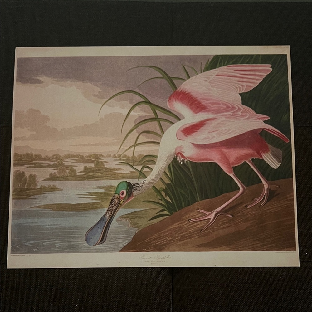 ( 0385) Pink and Green Bird Art Print “ 8 X 10” Unframed MOIAS Museum Of Arts